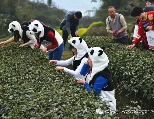 2014年3月12日,四川省雅安市,一群身穿"熊猫衣服"的采茶姑娘在凤鸣山