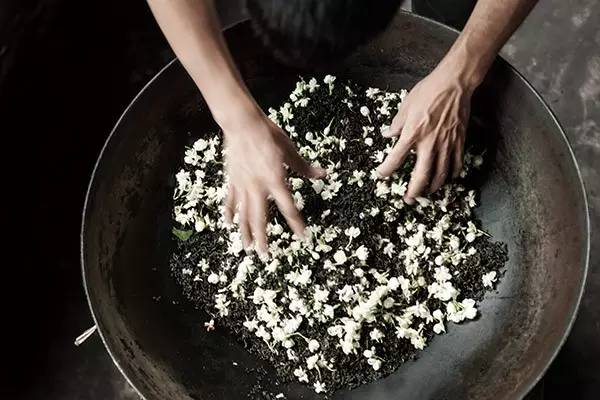 茉莉花茶诞生全纪录你竟敢开得如此美丽